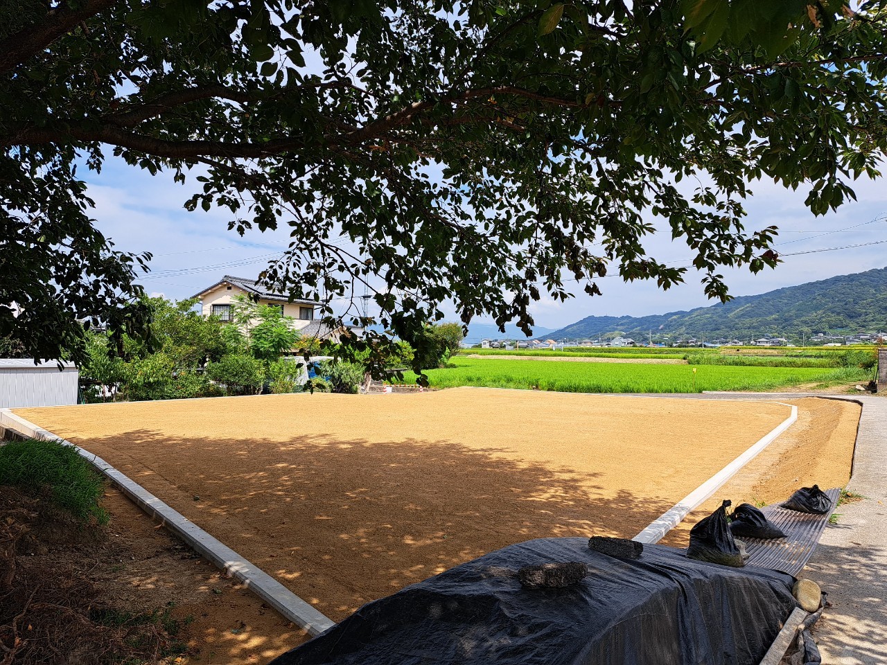 地縄張り