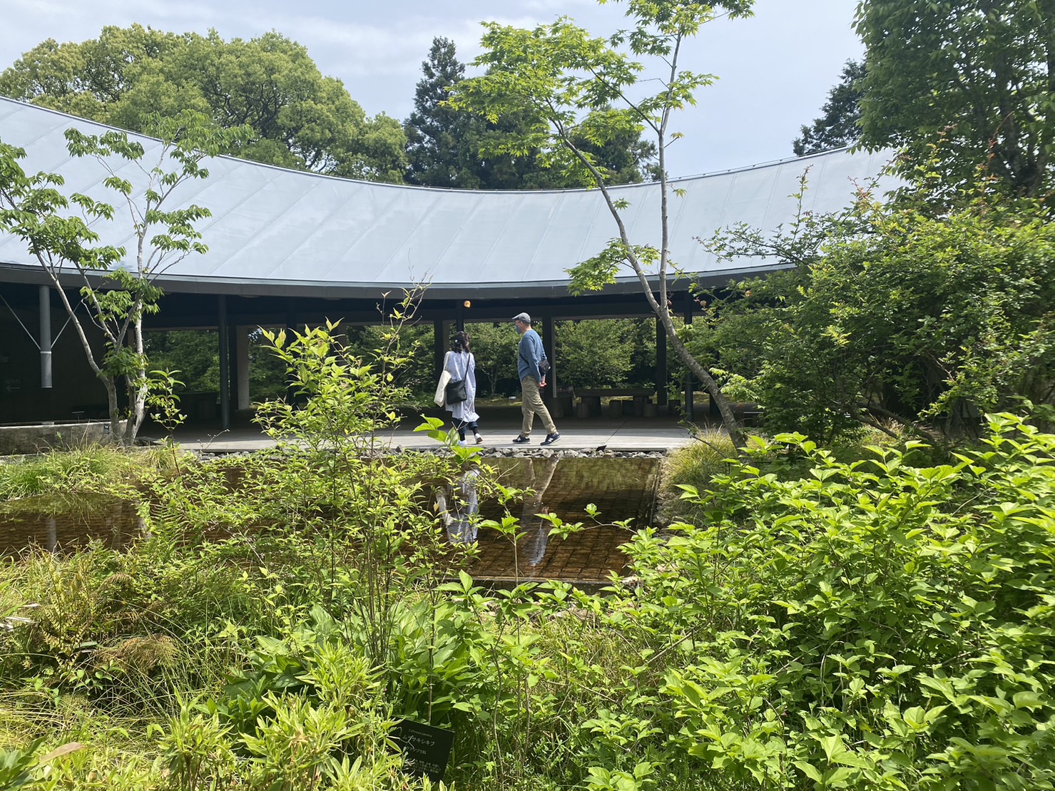 植物の雑談